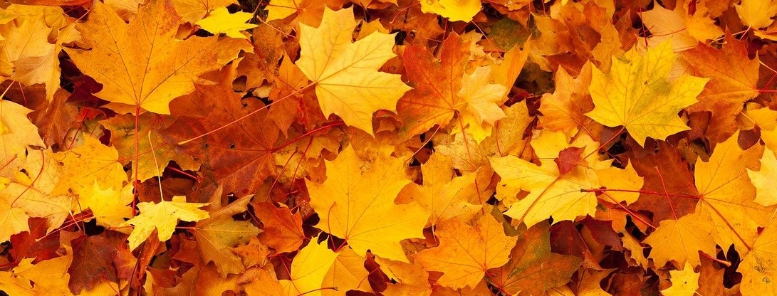 Tendencias de papel pintado para otoño