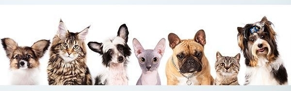 papel pintado para tu clínica veterinaria